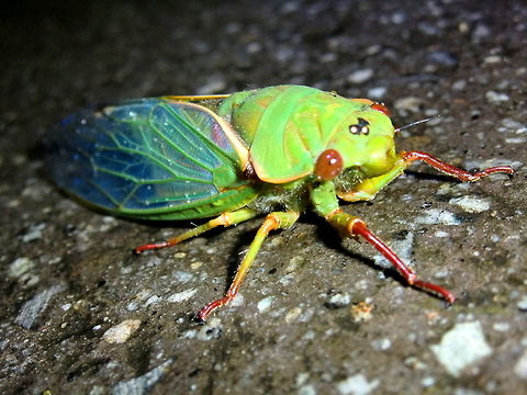 Blue Moon (Cyclochila australasiae) This large cicada appears in several colours due to the simple switching of a couple of genes. They therefore have different common names. The blue tinted wings is called Blue Moon, Other forms include Green Grocer, Masked Devil, Yellow Monday? Masked Devil up next....  http://www.jungledragon.com/image/36226/masked_devil_cyclochila_australasiae.html Australia,Blue Moon,Cyclochila australasiae,Geotagged,Spring