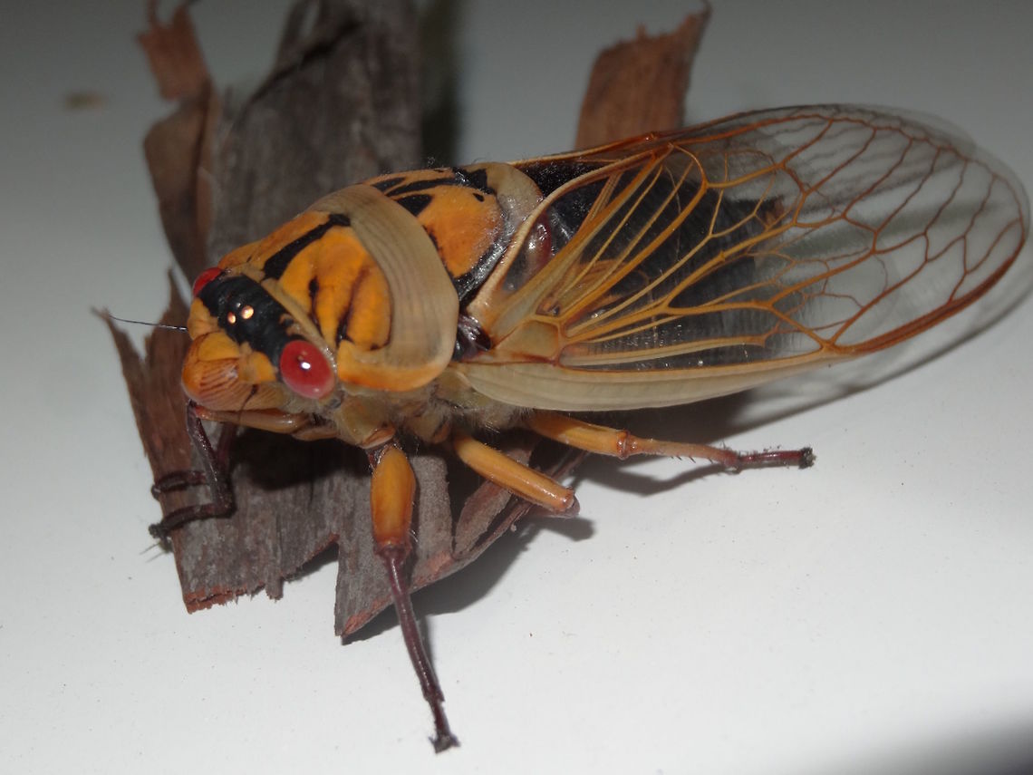 Masked Devil (Cyclochila australasiae) Another colour form of this wonderful cicada. Also see Blue Moon previously. Possibly the largest and loudest cicada in the world. These animals dominate the soundscape in summer around Sydney and Melbourne.<br />
<figure class="photo"><a href="https://www.jungledragon.com/image/36225/blue_moon_cyclochila_australasiae.html" title="Blue Moon (Cyclochila australasiae)"><img src="https://s3.amazonaws.com/media.jungledragon.com/images/2532/36225_thumb.JPG?AWSAccessKeyId=05GMT0V3GWVNE7GGM1R2&Expires=1759968010&Signature=wRzV4V9QfNnwXLhBJ0p8LZIb0Sc%3D" width="200" height="150" alt="Blue Moon (Cyclochila australasiae) This large cicada appears in several colours due to the simple switching of a couple of genes. They therefore have different common names. The blue tinted wings is called Blue Moon, Other forms include Green Grocer, Masked Devil, Yellow Monday? Masked Devil up next....  http://www.jungledragon.com/image/36226/masked_devil_cyclochila_australasiae.html Australia,Blue Moon,Cyclochila australasiae,Geotagged,Spring" /></a></figure>  Australia,Cyclochila australasiae,Geotagged,MaskedDevil,Spring,summer