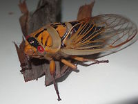 Masked Devil (Cyclochila australasiae) Another colour form of this wonderful cicada. Also see Blue Moon previously. Possibly the largest and loudest cicada in the world. These animals dominate the soundscape in summer around Sydney and Melbourne.<br />
http://www.jungledragon.com/image/36225/blue_moon_cyclochila_australasiae.html  Australia,Cyclochila australasiae,Geotagged,MaskedDevil,Spring,summer