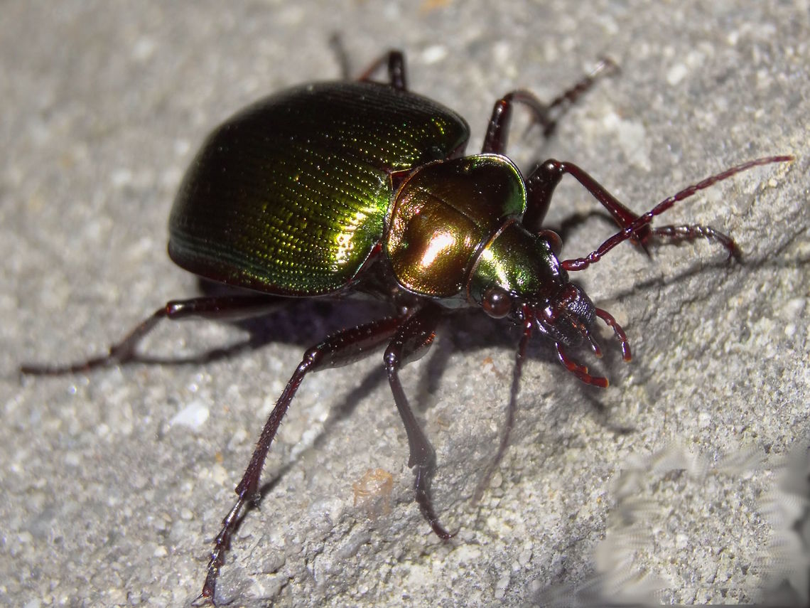 Saffron ground beetle (Calosoma schayeri) Fast and feisty a metallic beetle with longish legs, green tint elytra, red tint thorax, green tint head. <br />
Size 25mm long. This one was exploring the local school walls under strong night lights, <br />
These beetles are active at night and hunt slower prey. They can be useful in controlling armyworms and cutworms.  Australia,Calosoma schayeri,Carabidae,Caterpillar killer,Geotagged,Ground beetle,Spring
