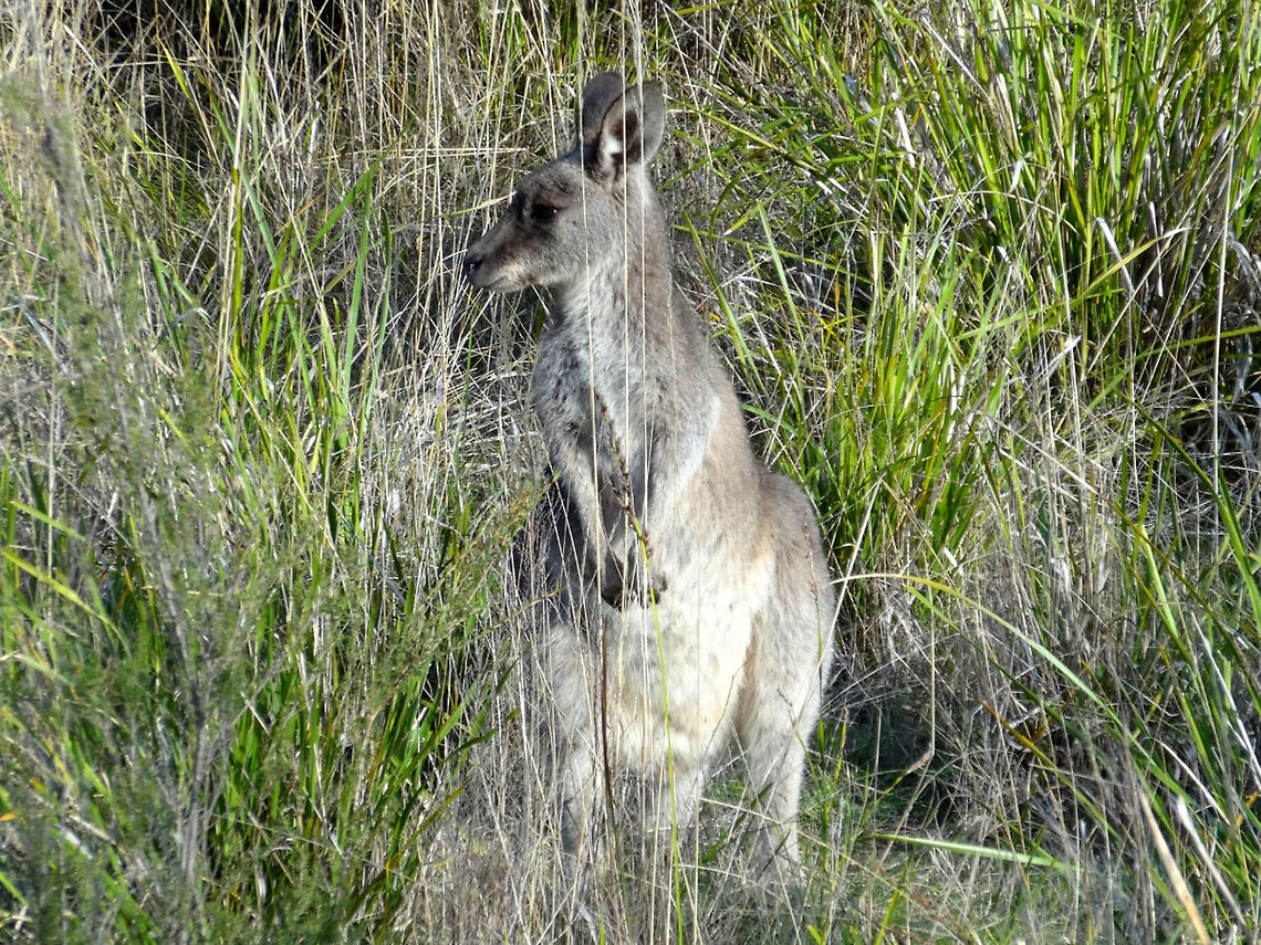 Eastern grey kangaroo (Macropus giganteus) This one is a young female who possibly thought she couldn&#039;t be seen in the long grass. Australia,Eastern grey kangaroo,Fall,Female,Geotagged,Macropus giganteus