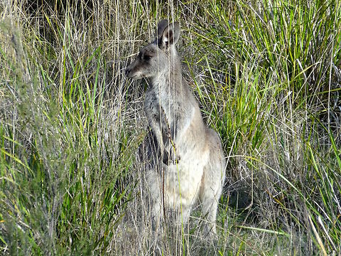 Eastern grey kangaroo (Macropus giganteus) This one is a young female who possibly thought she couldn't be seen in the long grass. Australia,Eastern grey kangaroo,Fall,Female,Geotagged,Macropus giganteus