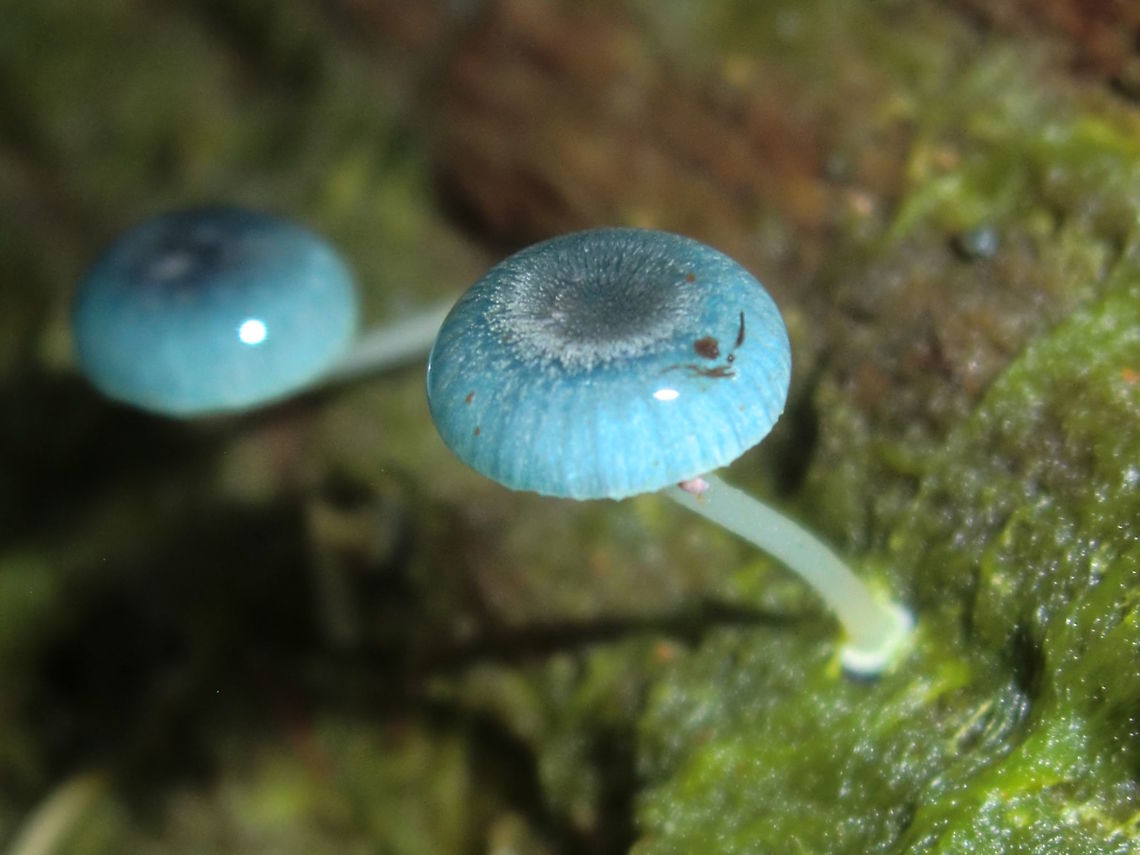 Pixies parasol (Mycena interrupta) Small, delicate, blue fungi growing on very damp logs in cool shady eucalyptus rainforest. <br />
Looks like someone&#039;s glass eye on a stick. Australia,DRNP,Fall,Geotagged,Mycena interrupta,Rainforest
