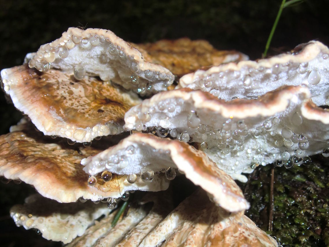 Weeping brackets (Ryvardenia campyla) These thin brackets form on large eucalyptus in tall rainforest. They produce copious amounts of moisture which drips as a clear colourless liquid from the pore surface. The top is usually wrinkled, rippled tones of pale tan and grey. Australia,Fall,Geotagged,Rainforest,Ryvardenia campyla