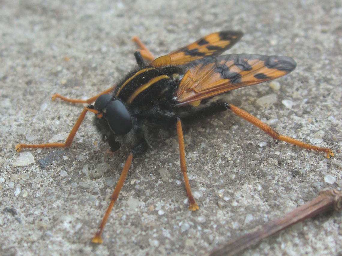 Wasp mimic (Pelecorhynchus flavipennis) This huge fly was found at dusk (poor light sorry) on a suburban footpath. <br />
Estimated to be 32mm from frons to wingtips at rest. I believe it mimics a very large spider-wasp we also have in the area. <br />
Very few records exist for this since it was described in 1921 although a friend recently found another one in a mountainous national park to the north. That makes 2 recent photos from the wild. They are known to feed in Leptospermum swamp  as larvae and are probably becoming fewer as human populations spread and drain those swamps.<br />
 Australia,Geotagged,Pelecorhynchus flavipennis,Spring,TABANOMORPHA,diptera,fly,mimicry