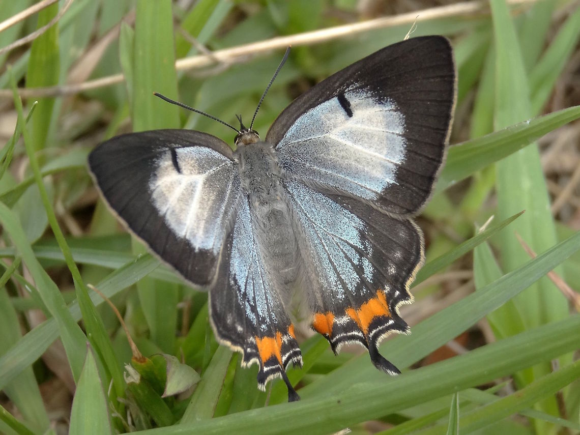 Imperial hairstreak (Jalmenus evagoras) Several butterflies were seen within a 50m radius next to a shallow lake. I also found beautifully structured eggs, pupae, ants<br />
In a local nature reserve with a mix of dry sclerophyll woodland and shallow reedy lakes. Gilmour Park<br />
&quot;Jalmenus evagoras exhibit an unusual mating system reflecting its close relationship with Iridomyrmex workers, commonly associating with both Iridomyrmex anceps and Iridomyrmex vincinus. While butterfly larvae and pupae secrete food for the worker ants, the ants in return protect the organism from parasites and predators such as wasps, other ants, reduviids, and spiders.&quot; - Wiki  Australia,Geotagged,Jalmenus evagoras,Summer,butterfly,hairstreak,symbiosis