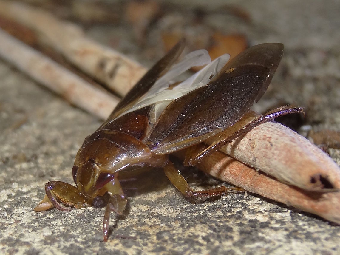 Small giant waterbug (Diplonychus eques) This streamlined little creature had me puzzled for quite a while. Although there is no water in the local area it turned out to be one of only two species of waterbug in Australia. The &#039;giant&#039; species that is more commonly known is very much larger and found (and eaten!) throughout SE Asia and also occurs in far northern Australia. This one seems to be it&#039;s cool climate cousin. Not studied very well yet.<br />
Attracted to night lights at the local school. About 18mm long.<br />
&quot;The females of the subfamily Belostomatinae lay their eggs upon the back of the males, who cares for them by alternatively wetting them and exposing them to air....... (in Australia) The genus Diplonychus in the subfamily Belostomatinae contains 1 species, Diplonychus eques, that is found in most states except Tasmania and South Australia and 1 species, Diplonychus planus, restricted to the northern gulf region. &quot; - CSIRO <br />
<br />
http://bie.ala.org.au/species/urn:lsid:biodiversity.org.au:afd.taxon:0314c48b-9482-4c6a-8c53-8ef86725eeed# Diplonychus eques,Night,light