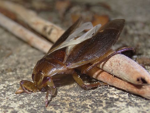 Small giant waterbug (Diplonychus eques) This streamlined little creature had me puzzled for quite a while. Although there is no water in the local area it turned out to be one of only two species of waterbug in Australia. The 'giant' species that is more commonly known is very much larger and found (and eaten!) throughout SE Asia and also occurs in far northern Australia. This one seems to be it's cool climate cousin. Not studied very well yet.
Attracted to night lights at the local school. About 18mm long.
"The females of the subfamily Belostomatinae lay their eggs upon the back of the males, who cares for them by alternatively wetting them and exposing them to air....... (in Australia) The genus Diplonychus in the subfamily Belostomatinae contains 1 species, Diplonychus eques, that is found in most states except Tasmania and South Australia and 1 species, Diplonychus planus, restricted to the northern gulf region. " - CSIRO 

http://bie.ala.org.au/species/urn:lsid:biodiversity.org.au:afd.taxon:0314c48b-9482-4c6a-8c53-8ef86725eeed# Diplonychus eques,Night,light