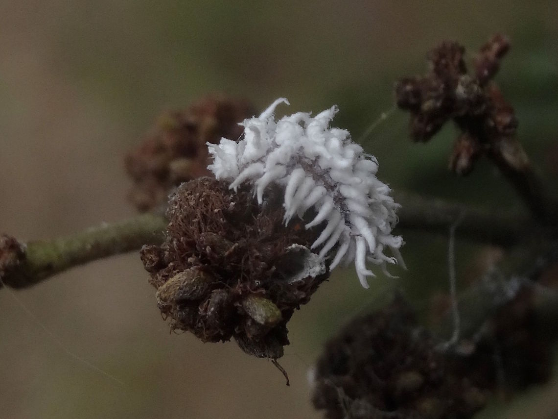 Mealybug destroyer (Cryptolaemus montrouzieri) A ladybug larva that resembles a nudibranch and is a voracious scale bug eater. Exhibiting aggressive mimicry to resemble it&#039;s prey. Exploring the outer branches of an endemic Allocasuarina. One of about a dozen in a local nature reserve. (Gilmour Park) <br />
About 12mm long<br />
The adult is fairly plain, black and brown and without markings but maintains the impressive dietary habits of the larvae and has been introduced into California, New Zealand, Western Australia for biocontrol..  Australia,Cryptolaemus montrouzieri,Geotagged,Summer,ladybird,ladybug,larvae,mimicry