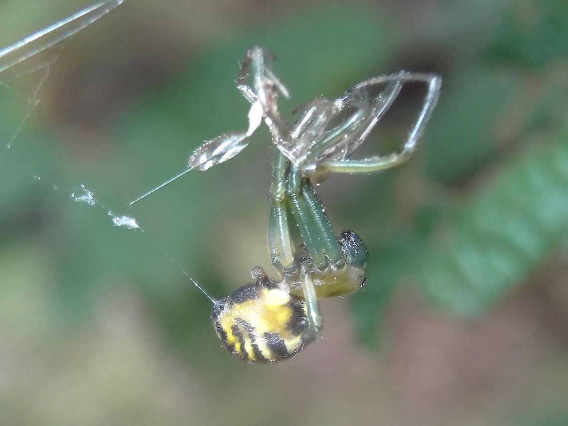 Beautiful Dark Deliochus moulting (Deliochus pulcher) Revealing a fresh skin and green legs this small spider is peeling off it&#039;s old skin like removing a wetsuit. <br />
I like the way it attaches a safety line from it&#039;s abdomen to the branch in case it falls. I think the legs go dark after &#039;drying&#039;.<br />
About 12mm body length. Australia,Deliochus pulcher,Geotagged,Summer,moulting,spider