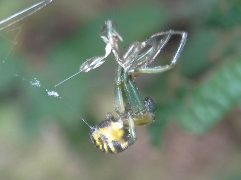 Beautiful Dark Deliochus moulting (Deliochus pulcher) Revealing a fresh skin and green legs this small spider is peeling off it's old skin like removing a wetsuit. 
I like the way it attaches a safety line from it's abdomen to the branch in case it falls. I think the legs go dark after 'drying'.
About 12mm body length. Australia,Deliochus pulcher,Geotagged,Summer,moulting,spider