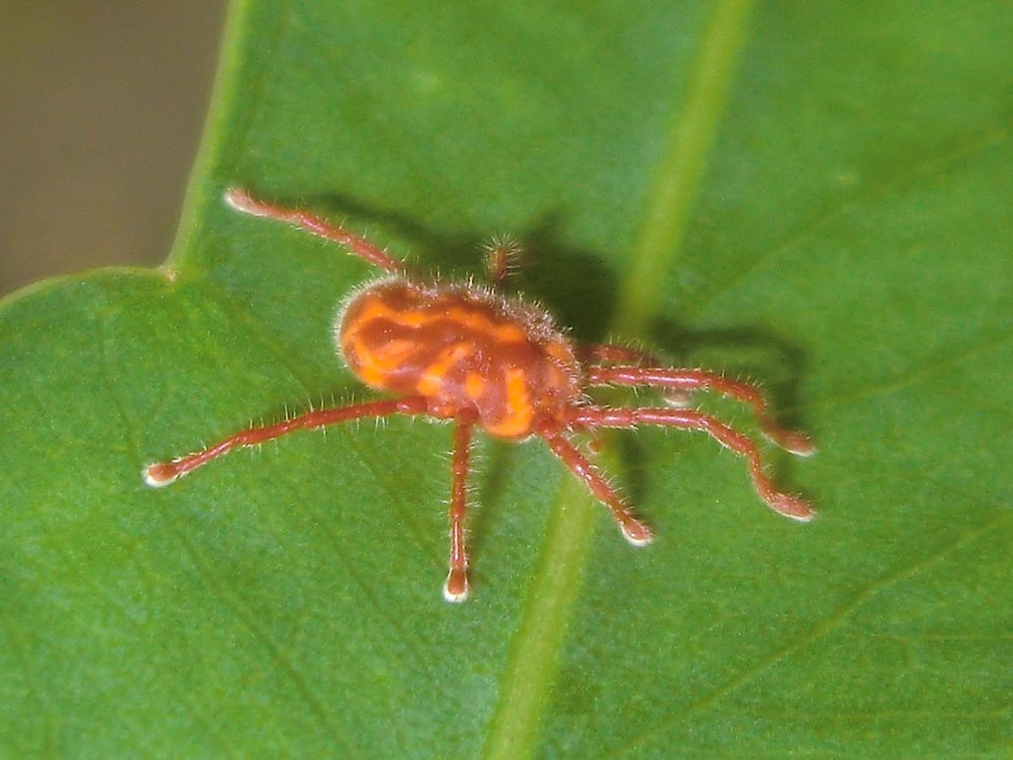Red velvet mite (Callidosomatinae) Some of the red velvet mites in Australia are very large compared to overseas. This one was 10-12mm overall. <br />
They are beneficial keeping other pests at bay by either actively predating them as adults or parasitising them as hatchlings. <br />
The larvae are often seen as tiny orange balls stuck to other insects. This is a parasitic stage. They then drop off and after resting a bit develop into active predatory nymphs. Later, after another rest period, they become fully predatory adults, feeding on small invertebrates and their eggs. Interestingly the larvae of these arachnids have only three pairs of legs. <br />
Not fully studied yet but a local &#039;expert&#039; gave me this ...  <br />
order: TROMBIDIFORMES <br />
suborder: PROSTIGMATA <br />
infraorder: PARASITENGONINA <br />
superfamily: ERYTHRAEOIDEA <br />
family: Erythraeidae <br />
subfamily: Callidosomatinae<br />
genus: Charletonia or Callidosoma Australia,Geotagged,Spring,arachnid,mite,parasitic,predatory