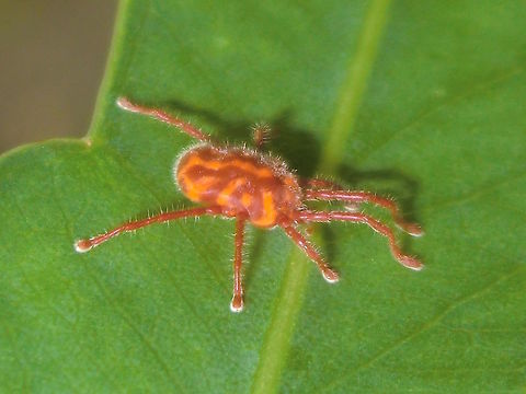 Red velvet mite (Callidosomatinae) Some of the red velvet mites in Australia are very large compared to overseas. This one was 10-12mm overall. 
They are beneficial keeping other pests at bay by either actively predating them as adults or parasitising them as hatchlings. 
The larvae are often seen as tiny orange balls stuck to other insects. This is a parasitic stage. They then drop off and after resting a bit develop into active predatory nymphs. Later, after another rest period, they become fully predatory adults, feeding on small invertebrates and their eggs. Interestingly the larvae of these arachnids have only three pairs of legs. 
Not fully studied yet but a local 'expert' gave me this ...  
order: TROMBIDIFORMES 
suborder: PROSTIGMATA 
infraorder: PARASITENGONINA 
superfamily: ERYTHRAEOIDEA 
family: Erythraeidae 
subfamily: Callidosomatinae
genus: Charletonia or Callidosoma Australia,Geotagged,Spring,arachnid,mite,parasitic,predatory