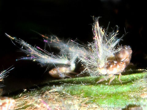 Passionvine hopper (Scolypopa australis) Common name 'Fluffybum' these must be having a party with fireworks coming out of their rear ends. 
Hundreds of tiny flatid planthopper nymphs appeared on our Kangaroo Apple (Solanum aviculare) 
The tails are made from uric acid crystals and often refract light into a rainbow of colour. Adult http://www.jungledragon.com/image/36411/passion-vine_hopper_scolypopa_australis.html 
About 4mm long with mottled brown and white bodies. 
Sometimes the sunlight catches their crystalline tails to display a rainbow spectrum like a tiny fireworks display.
Suburban back yard. Australia,Geotagged,Scolypopa australis,Spring,ricaniidae