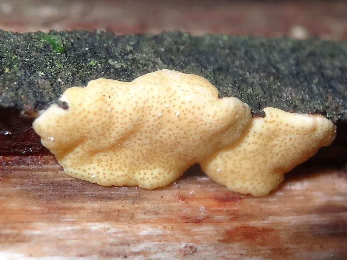 Semolina crust (Hypocrea victoriensis) Patches of lemon yellow tissue about 1-2mm thick, on dead, barkless nothofagus log. <br />
Tiny dark spots (ostioles) from which ascospores are released.<br />
In a tall eucalyptus dominated rain forest. DRNP<br />
This was previously called H sulphurea, the northern hemisphere version, but recent work has proven it to be a different species. <br />
A wood-rotting ascomycete, which might also colonize some other fungi.  Ascomycete,Australia,Geotagged,Hypocrea victoriensis,Winter