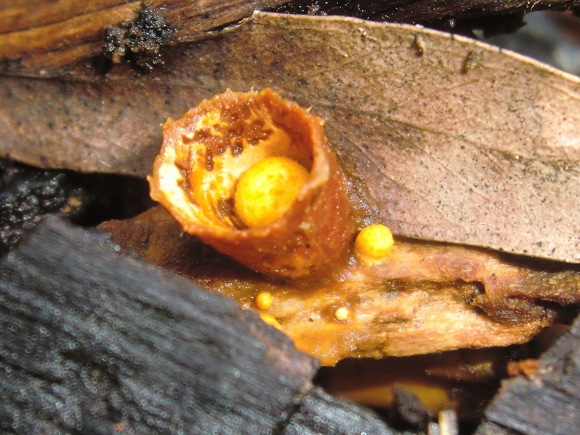 Crucible fungus (Crucibulum laeve) Small cups with single layered walls, no striations, sometimes reforming within an old shell, yellow fuzzy caps before opening; peridioles pale to white and up to 6 within a cup. Height 7mm width 5mm<br />
This one shows a new cup forming inside the old.<br />
On woodchip mulch in a local nature reserve. Koolunga Native Reserve, Boronia Australia<br />
<br />
<a href="http://secure.environment.gov.au/biodiversity/abrs/publications/fungi/crucibulum-laeve.html" rel="nofollow">http://secure.environment.gov.au/biodiversity/abrs/publications/fungi/crucibulum-laeve.html</a> Australia,Crucibulum laeve,Geotagged,Winter