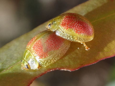 Eucalyptus leaf beetles (Paropsisterna fastidiosa) These small leaf beetles are possibly yet to be described. 
They might end up being called Paropsisterna obovata.
About 9mm long. We  have only found them in this small nature reserve.  Australia,Geotagged,Paropsisterna fastidiosa,Wicks Reserve,Winter,paropsine