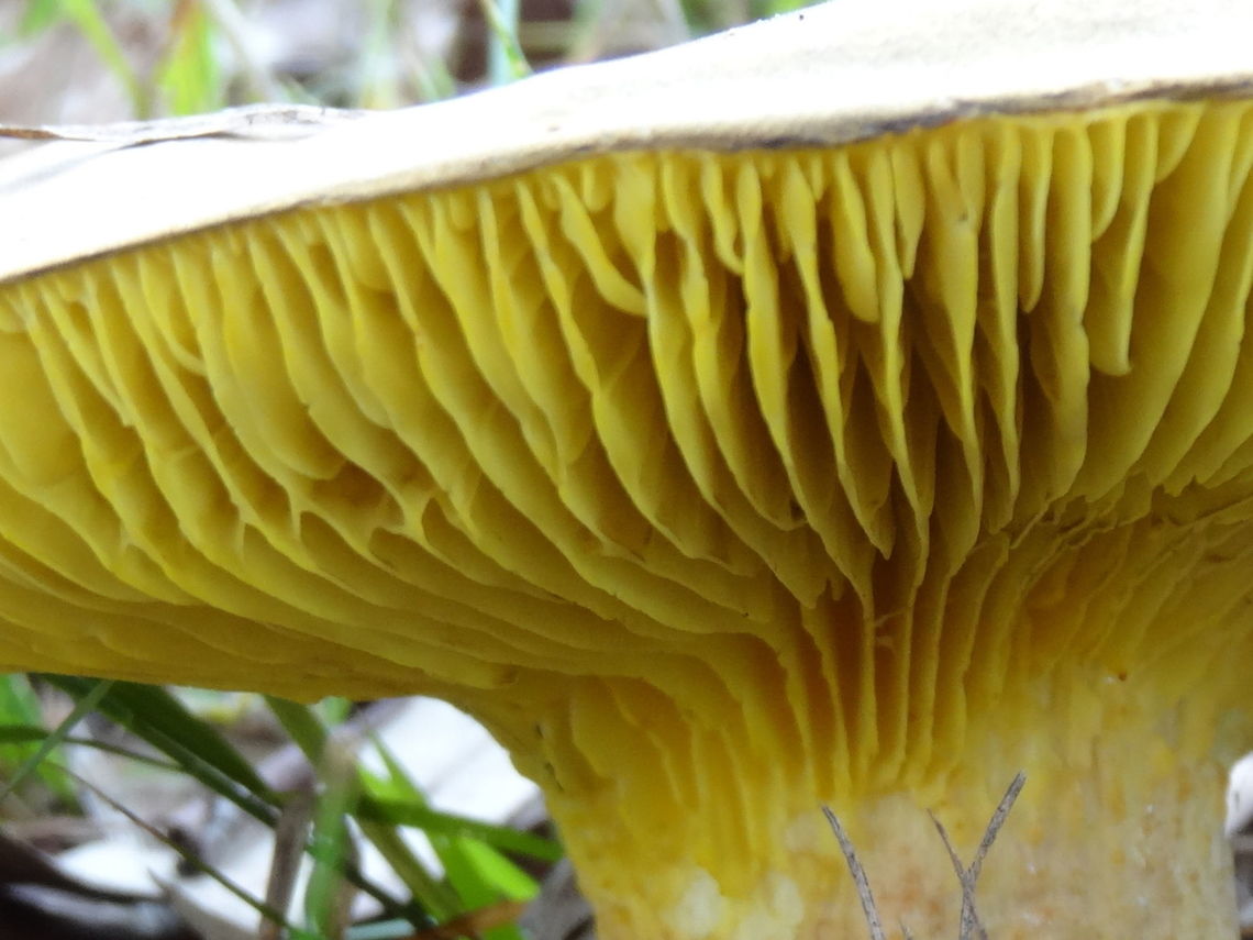 Golden gilled bolete (Phylloporus clelandii) About 200mm across. <br />
Brown-olive smooth leathery top almost flat when mature. Stipe thick, fibrous pale tan, slightly bulbous near base. Gills yellow, dense, slightly decurrent, notably with crossed veins.<br />
Dry open eucalyptus dominated highway median strip. This specimen might have been associated with the roots of a very close E.microcarpa? which was about 2 metres away.<br />
Being a bolete these actually haves pores which are found on the surface of the gills !! <br />
P.clelandii is related to a northern hemisphere version P.rhodozanthus is associated with introduced species of trees. Australia,Geotagged,Phylloporus clelandii,bolete