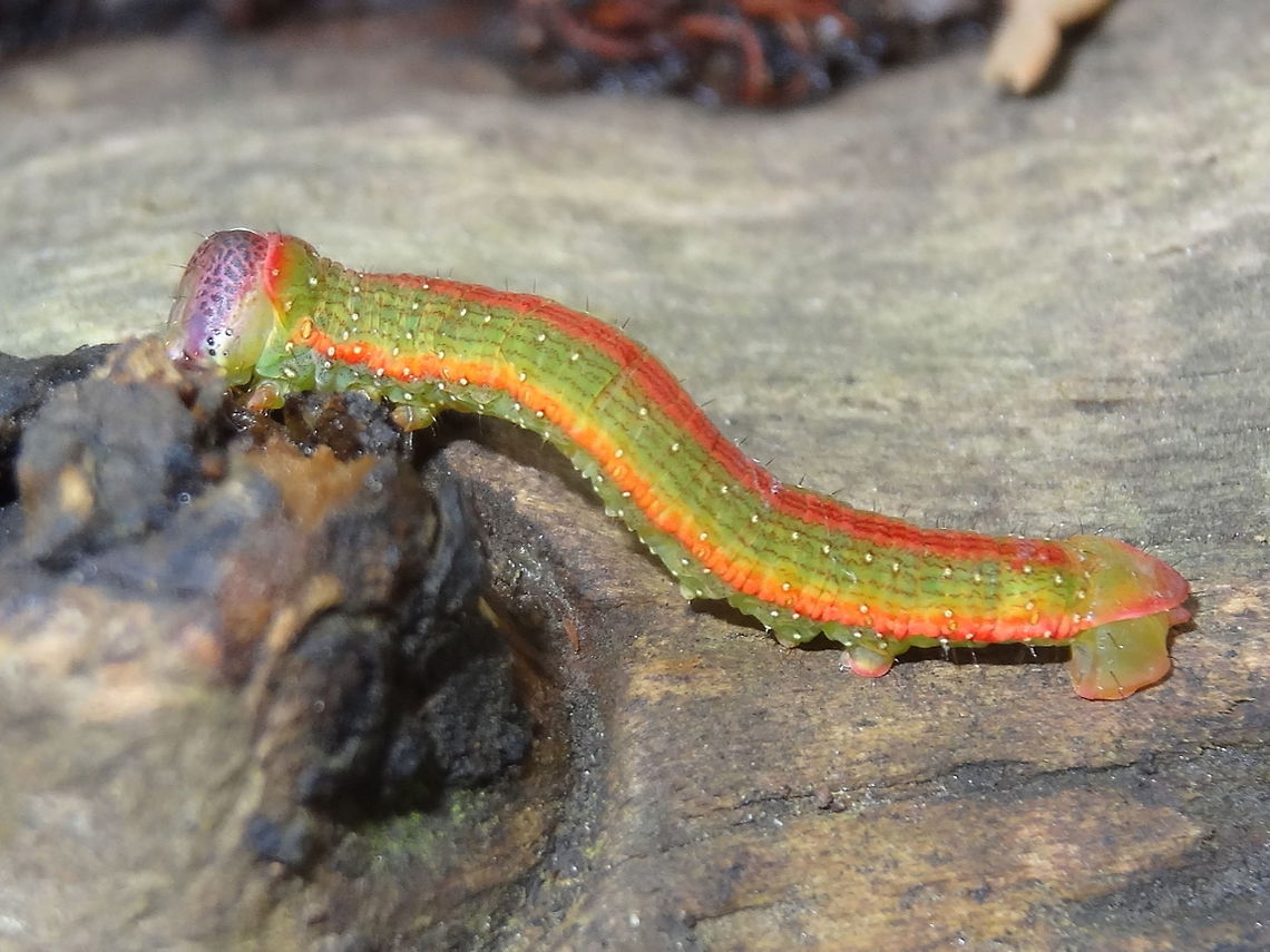 Peppermint looper (Paralaea beggaria) This little caterpillar was swinging on it&#039;s own bungee cord from a large gum tree. <br />
Crazy-paved pink/purple head shield. About 20mm long.<br />
Found in a local sports nature reserve.<br />
Highly variable as larvae.. good description here...<br />
<a href="http://lepidoptera.butterflyhouse.com.au/naco/beggar.html" rel="nofollow">http://lepidoptera.butterflyhouse.com.au/naco/beggar.html</a> Australia,ENNOMINAE,GEOMETRIDAE,GEOMETROIDEA,Geotagged,NACOPHORINI,Paralaea beggaria,Peppermint Looper,Winter
