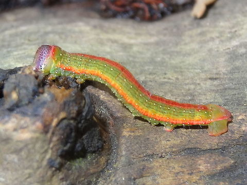 Peppermint looper (Paralaea beggaria) This little caterpillar was swinging on it's own bungee cord from a large gum tree. 
Crazy-paved pink/purple head shield. About 20mm long.
Found in a local sports nature reserve.
Highly variable as larvae.. good description here...
http://lepidoptera.butterflyhouse.com.au/naco/beggar.html Australia,ENNOMINAE,GEOMETRIDAE,GEOMETROIDEA,Geotagged,NACOPHORINI,Paralaea beggaria,Peppermint Looper,Winter