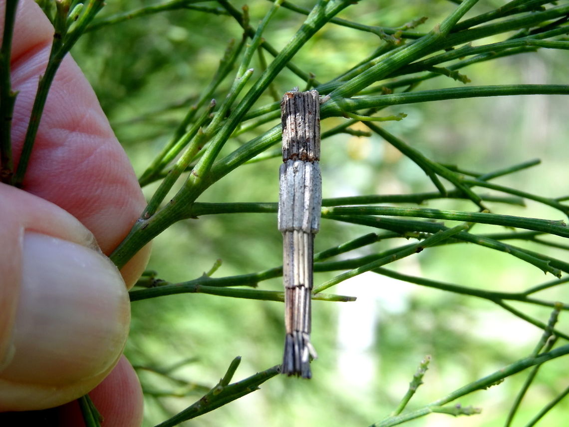 Tower casemoth (Lepidoscia arctiella) This moth larva builds it's case in stepped expanding segments.<br />
Perfectly chosen and measured sticks come from native Cupressus sp.<br />
Found in a small suburban nature reserve. Australia,Geotagged,Lepidoscia arctiella,Psychidae,Tower Case Moth,Winter