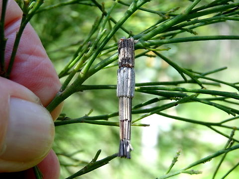 Tower casemoth (Lepidoscia arctiella) This moth larva builds it's case in stepped expanding segments.
Perfectly chosen and measured sticks come from native Cupressus sp.
Found in a small suburban nature reserve. Australia,Geotagged,Lepidoscia arctiella,Psychidae,Tower Case Moth,Winter