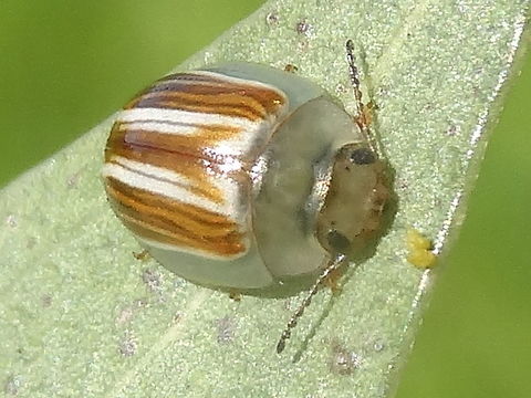 Fireblight beetle (Peltoschema orphana) About 10mm long exploring the leaves of Acacia longifolia.
In an outer urban nature reserve with a sparse mix of grasses, small eucalyptus, acacia, kunzea, pomaderris. Australia,Chrysomelidae,Fireblight beetle,Geotagged,Leaf beetle,Peltoschema,Peltoschema orphana,Spring
