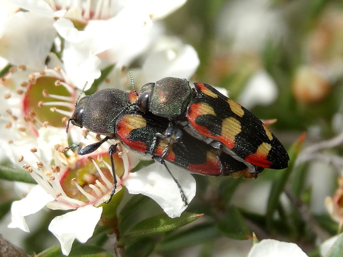 Jewel beetle (Castiarina sexplagiata) About 18mm long. Male slightly smaller than female. <br />
Feeding and breeding on Leptospermum scoparium flowers.<br />
In a local national park. (Churchill NP) Australia,Castiarina,Castiarina sexplagiata,Geotagged,Jewel beetle,Spring