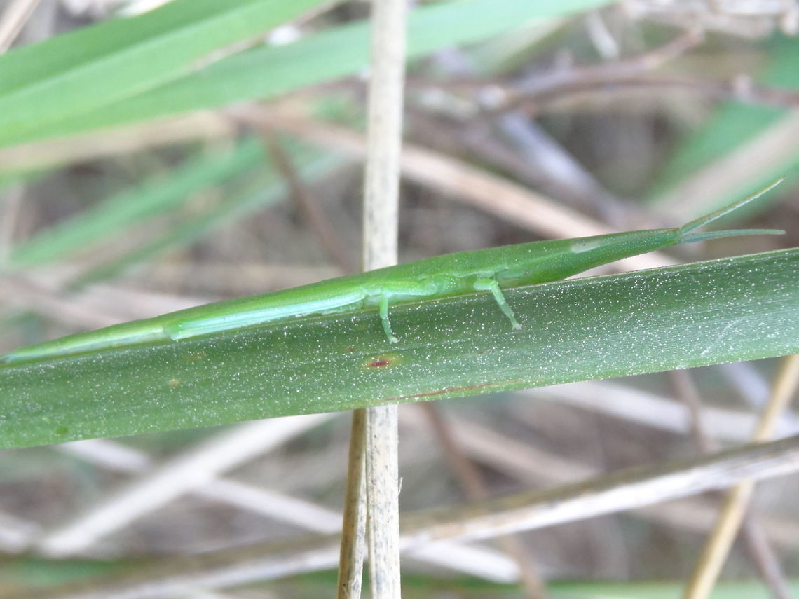 Green grass psednura (Psednura pedestris) A weird flat creature with very sneaky eyes. 35mm long. A seed-mimic pyrgomorph grasshopper mimics brown or green depending on season.  Very alert and wouldn&#039;t allow me to approach closer than a couple of metres. Extremely hard to see in seedy grasses.<br />
Found in long grasses under trees in a local nature reserve. <br />
The genus only has 3 known species all in eastern Australia.  Australia,Camouflage,Common Psednura,Geotagged,Grasshopper,Psednura pedestris,Pyrgomorph,Spring,mimicry