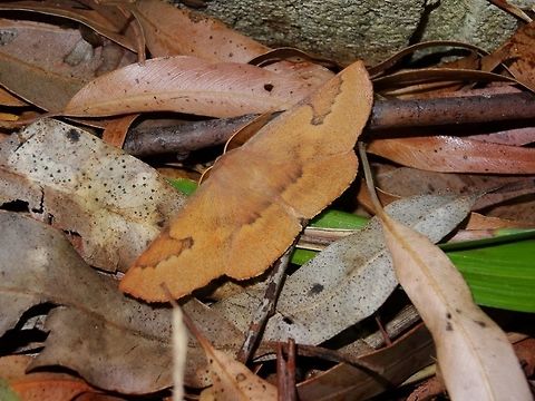 Leaf mimic moth (Monoctenia falernaria) A leaf mimic in more than just appearance. 
Patterns on the wing resemble those of a dry and decomposing eucalyptus leaf as does the overall shape. 
The behaviour of the moth was even more leaf-like. Initially it was very high on a wall so I touched it with a long stick and instead of flying off it simply fell like a dead leaf to the litter below. It initially landed on it's back revealing similar colours but with 2 darker grey areas near the centre of the wings. 
Even when prodded it refused to attempt flight and would just flip over to lie still on top of the other leaves. 
Attracted to strong night lights at the local school.
About 65mm wingspan.  Australia,Camouflage,Geotagged,Monoctenia falernaria,Oenochromidae,geometridae,mimicry