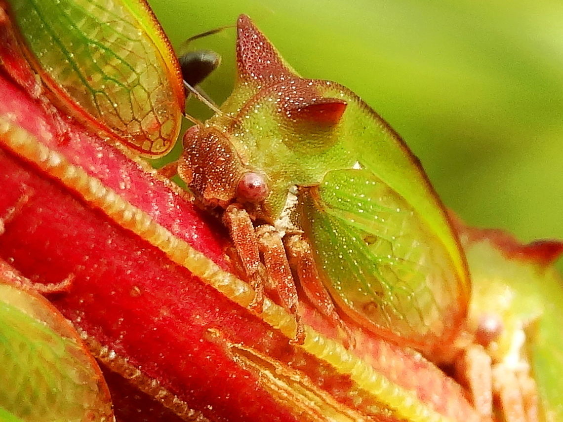 Acacia horned treehoppers (Sextius virescens) When many of these horny hoppers come together they line up along the stem to imitate a row of thorns. <br />
When really close they latch onto the next member&#039;s wingtips with their &#039;mouth&#039; making the whole line even more sturdy. <br />
The face seems specially shaped for the job. When lined up they seem very confident of their ploy and refuse to flee even when touched. The green and red colors are also a perfect match with the younger stems of these trees. <br />
About 10mm long.<br />
On several young acacia saplings at Mt Morton nature reserve. Acacia Horned Treehopper,Australia,Camouflage,Fall,Geotagged,Sextius virescens,membracidae,mimicry