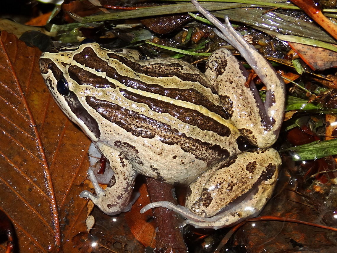 Striped marsh frog (Limnodynastes peronii) After the worst drought recorded here the rain really came down giving us the worst floods on record. Not so bad because our frogs reappeared. I wonder where they were in dry times. This one was hopping down the middle of our road at midnight. <br />
About 70mm long, with distinctive alternating patches of light buff and dark brown and a narrow, pale dorsal line on a dark brown background.<br />
Although common around Melbourne wetlands there are none of those here. We are on a steep hillside and the nearest natural source of water is about 500m away. These feed on other small frogs.  Australia,Fall,Geotagged,Limnodynastes peronii,Night,striped marsh frog