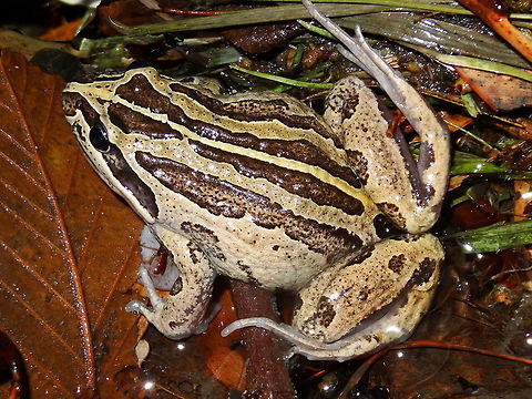 Striped marsh frog (Limnodynastes peronii) After the worst drought recorded here the rain really came down giving us the worst floods on record. Not so bad because our frogs reappeared. I wonder where they were in dry times. This one was hopping down the middle of our road at midnight.
About 70mm long, with distinctive alternating patches of light buff and dark brown and a narrow, pale dorsal line on a dark brown background.
Although common around Melbourne wetlands there are none of those here. We are on a steep hillside and the nearest natural source of water is about 500m away. These feed on other small frogs. Australia,Fall,Geotagged,Limnodynastes peronii,Night,striped marsh frog