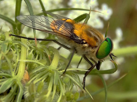 Flower feeding horse Fly (♂) (Scaptia auriflua) Sitting on Queen Anne's lace (Daucus carota) this Tabanidae is a flower feeder only unlike many of it's cousins where the females feed by drawing blood.
Known as 'Horse flies' outside Australia we call Tabanidae 'March flies' (which are mostly Bibionidae overseas) 
Found in a local nature reserve. Glenfern valley reserve. Australia,Geotagged,Horse Fly,March fly,QueenAnnesLace,Scaptia auriflua,Summer,Tabanidae