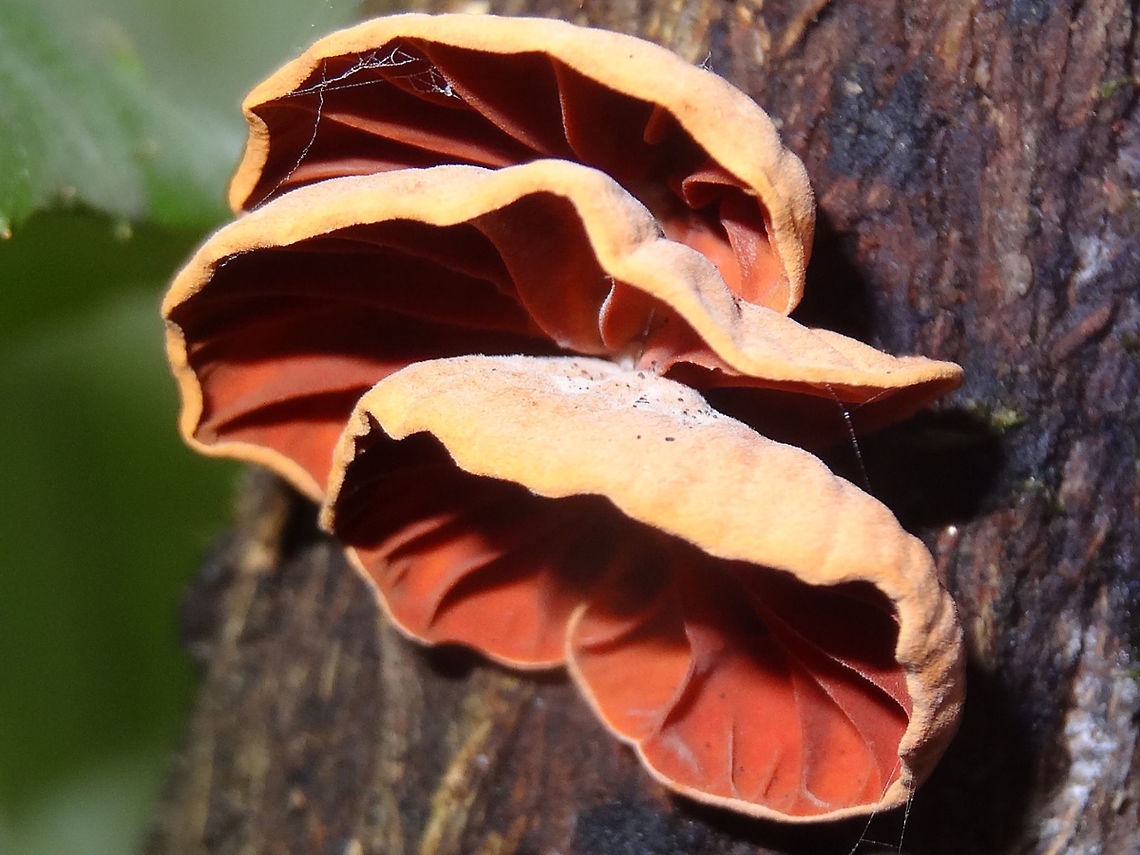 Delicate tree shells (Anthrocophyllum archeri) Almost a whole trunk of a small tree was covered in these delicate shells in various stages of development. <br />
The largest were about 16mm wide. Papery, fuzzy, pale tan caps with darker orange/tan. Open, simple gills below.<br />
In damp rain forest dominated by eucalyptus.<br />
Anthracophyllum is a genus with only ten members and mostly found in the tropical parts of the world. However this species is mostly found in the cooler parts of Australia. Agaricales,Anthracophyllum archeri,Australia,Geotagged,Winter,marasmiaceae