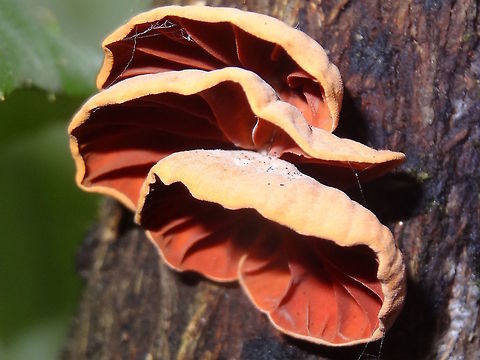 Delicate tree shells (Anthrocophyllum archeri) Almost a whole trunk of a small tree was covered in these delicate shells in various stages of development. 
The largest were about 16mm wide. Papery, fuzzy, pale tan caps with darker orange/tan. Open, simple gills below.
In damp rain forest dominated by eucalyptus.
Anthracophyllum is a genus with only ten members and mostly found in the tropical parts of the world. However this species is mostly found in the cooler parts of Australia. Agaricales,Anthracophyllum archeri,Australia,Geotagged,Winter,marasmiaceae