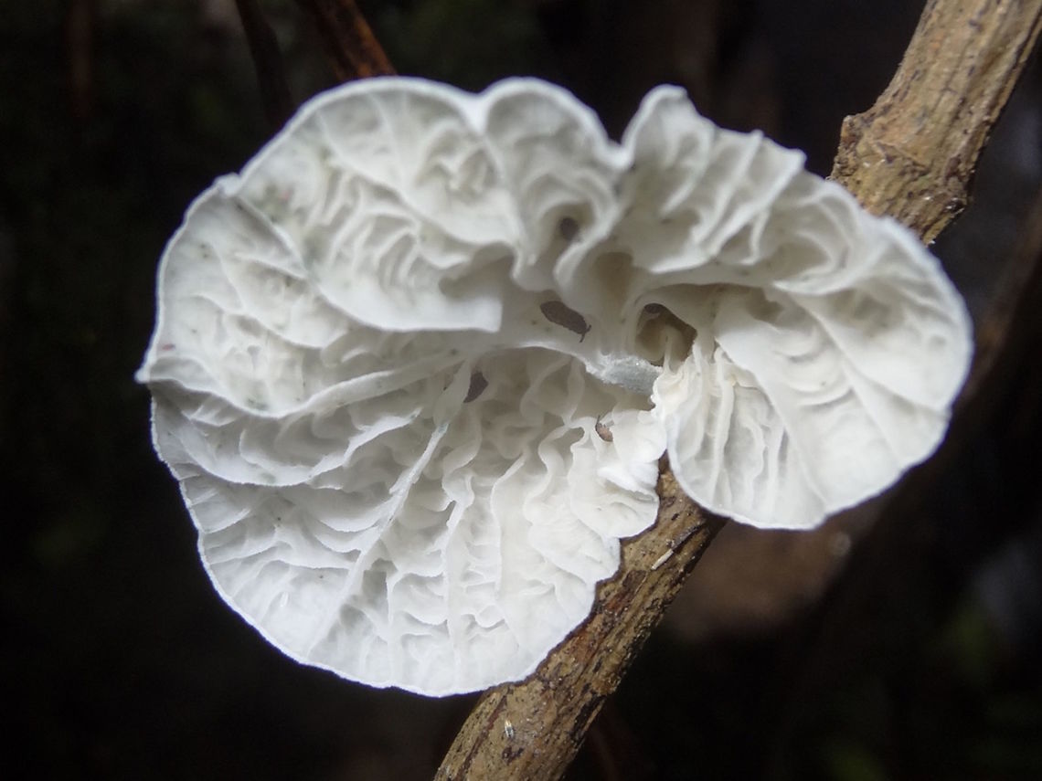 Snowy shells (Campanella junghahnii) Looking like little brains from above and from below they reveal a crazy maze of crossed and meandering gills. <br />
The largest in this group of about 10 was about 40mm wide.<br />
Very tall, dark damp eucalyptus rain forest in a local national park. Australia,Campanella junghahnii,Campanella junghuhnii,Fall,Geotagged,marasmiaceae