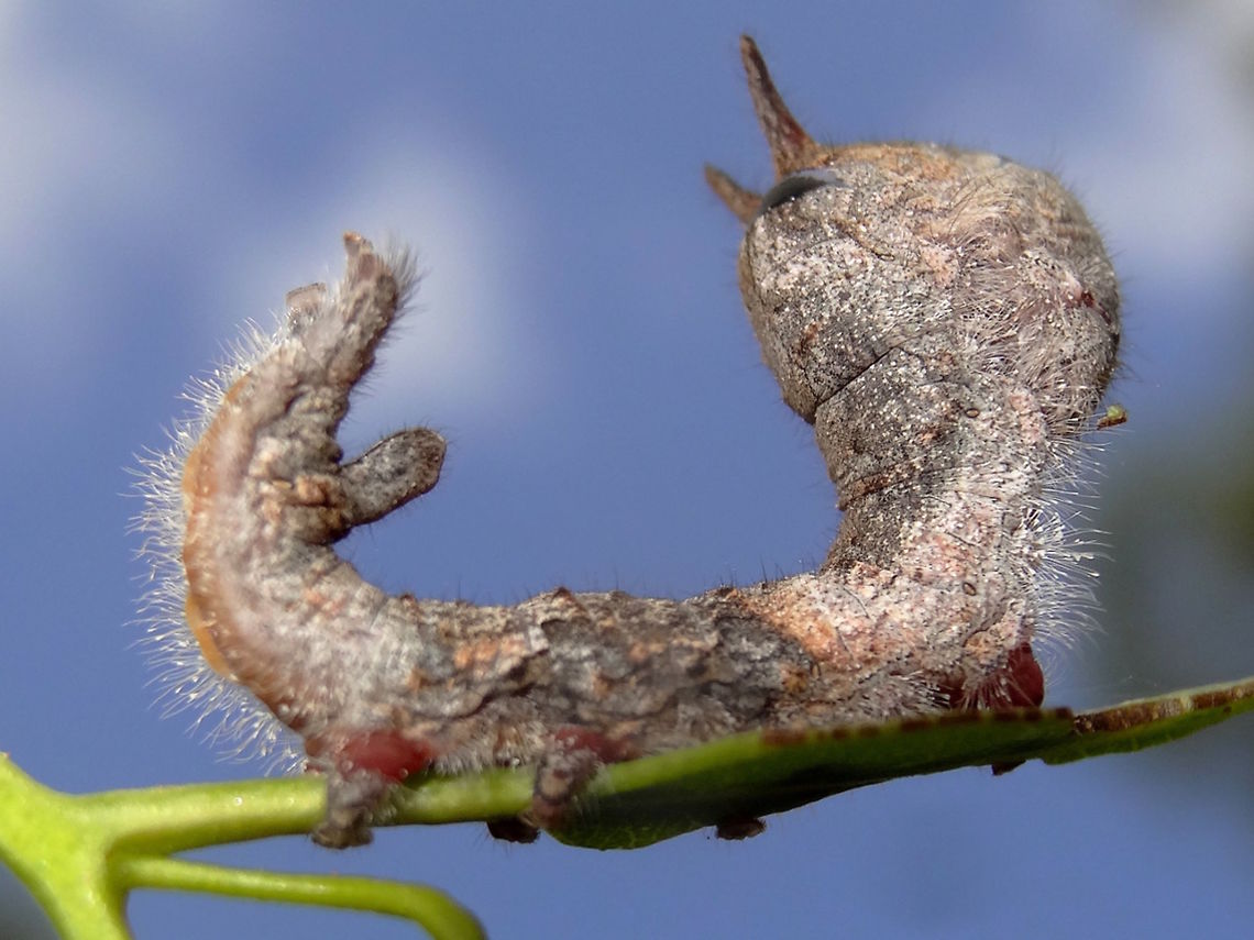 Gum snout moth larva (Entometa apicalis) About 25 mm long. Brown and cream blotchy appearance with a layer of fine setae. <br />
This one is rearing its front end, tucking its head under and displaying a pair of erectile horns and two transverse black strips on the metathorax.  <br />
<br />
 Australia,Entometa apicalis,Geotagged,Summer