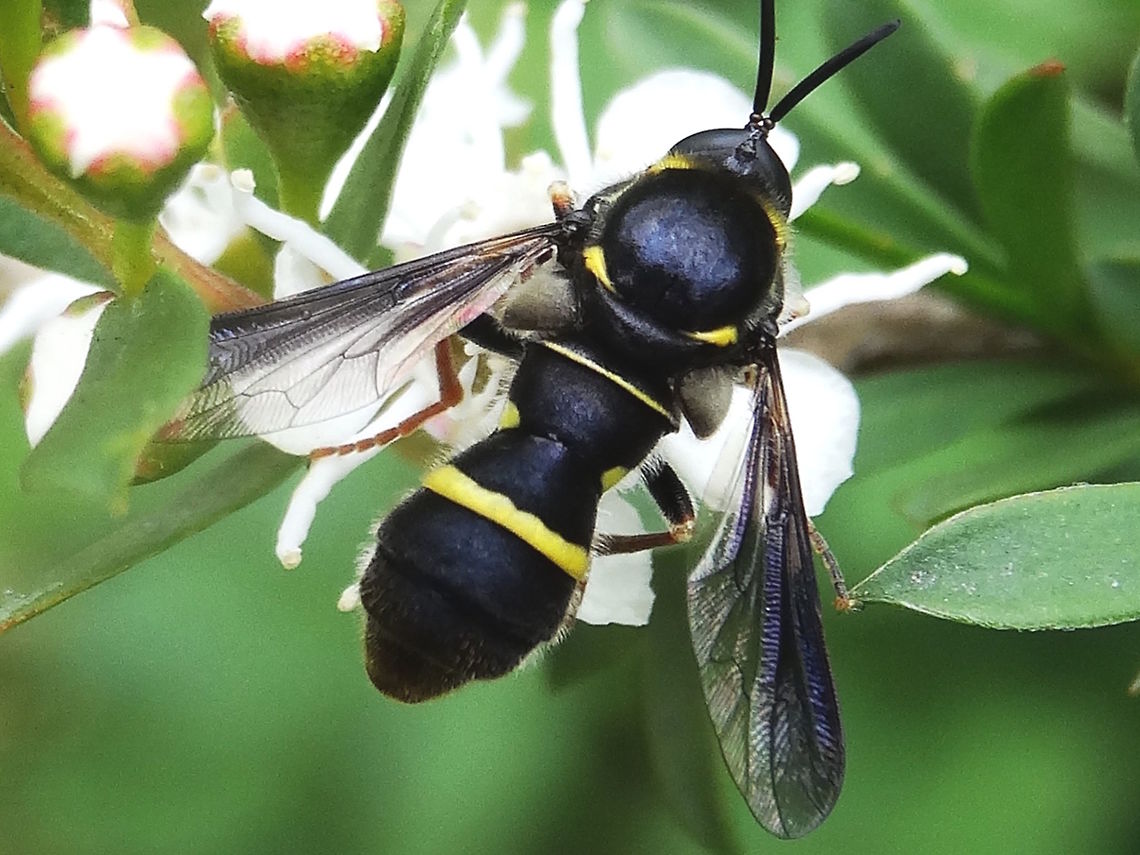 Spider hunting fly ♂ (Leucopsina odyneroides) A small head with all-encompassing eyes. High domed thorax. <br />
Very large calypters which give away it's flyness. <br />
Body length about 10mm. <br />
On Leptospermum or Kunzea sp. flowers at the edge of a local national park.<br />
This fly is visually very similar to a species of wasp which appears at the same time of year that I think there must be some mimicry going on.  <figure class="photo"><a href="https://www.jungledragon.com/image/37270/eumenninae_wasp_paralastor_sp.html" title="Eumenninae wasp (?Paralastor sp.)"><img src="https://s3.amazonaws.com/media.jungledragon.com/images/2532/37270_thumb.JPG?AWSAccessKeyId=05GMT0V3GWVNE7GGM1R2&Expires=1770854410&Signature=qURAf9srKdZqx3yGo0J7UuwPP%2BM%3D" width="200" height="150" alt="Eumenninae wasp (?Paralastor sp.) A type of potter wasp exploring flowers in a local nature reserve.<br />
Estimated 15mm long. <br />
This one resembles a local specialist fly which appears at the same time of year and hunts spiders.<br />
http://www.jungledragon.com/image/36349/spider_hunting_fly_leucopsina_odyneroides.html<br />
 Australia,Geotagged,Paralastor sp.,Summer,Wasp" /></a></figure> Australia,Geotagged,Leucopsina odyneroides,Spring,diptera,mimicry