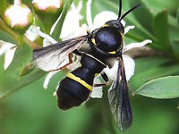 Spider hunting fly ♂ (Leucopsina odyneroides) A small head with all-encompassing eyes. High domed thorax. <br />
Very large calypters which give away it's flyness. <br />
Body length about 10mm. <br />
On Leptospermum or Kunzea sp. flowers at the edge of a local national park.<br />
This fly is visually very similar to a species of wasp which appears at the same time of year that I think there must be some mimicry going on.  http://www.jungledragon.com/image/37270/eumenninae_wasp_paralastor_sp.html Australia,Geotagged,Leucopsina odyneroides,Spring,diptera,mimicry