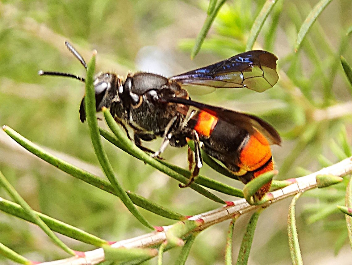 Cook's Wasp Bee (Hyleoides concinna) About 18mm long and slow-flying this one was resting temporarily in some narrow-leafed ti-tree species (Leptospermum sp?) within a local nature reserve.<br />
Yet another spectacular creature discovered during James Cook&#039;s 1770 world voyage which has impressed (and confounded) biologists ever since. <br />
To make their brood cells these bees utilise bore holes created by other creatures (like longicorn beetles and cossid moths) and spin a curtain doorway that has a slit in the centre. <br />
<br />
 Australia,COLLETIDAE,Cooks bee,Geotagged,HYLAEINAE,Hyleoides concinna,Summer,mimicry,wasp mimic