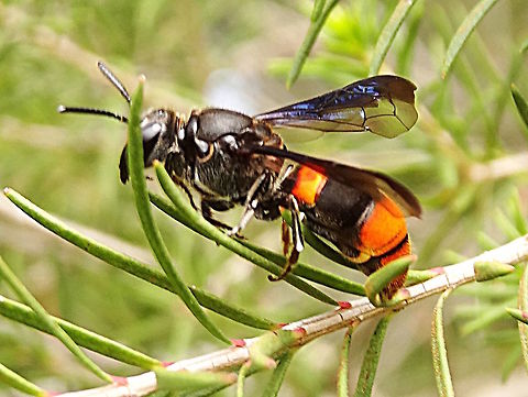 Cook's Wasp Bee (Hyleoides concinna) About 18mm long and slow-flying this one was resting temporarily in some narrow-leafed ti-tree species (Leptospermum sp?) within a local nature reserve.
Yet another spectacular creature discovered during James Cook's 1770 world voyage which has impressed (and confounded) biologists ever since. 
To make their brood cells these bees utilise bore holes created by other creatures (like longicorn beetles and cossid moths) and spin a curtain doorway that has a slit in the centre. 

 Australia,COLLETIDAE,Cooks bee,Geotagged,HYLAEINAE,Hyleoides concinna,Summer,mimicry,wasp mimic