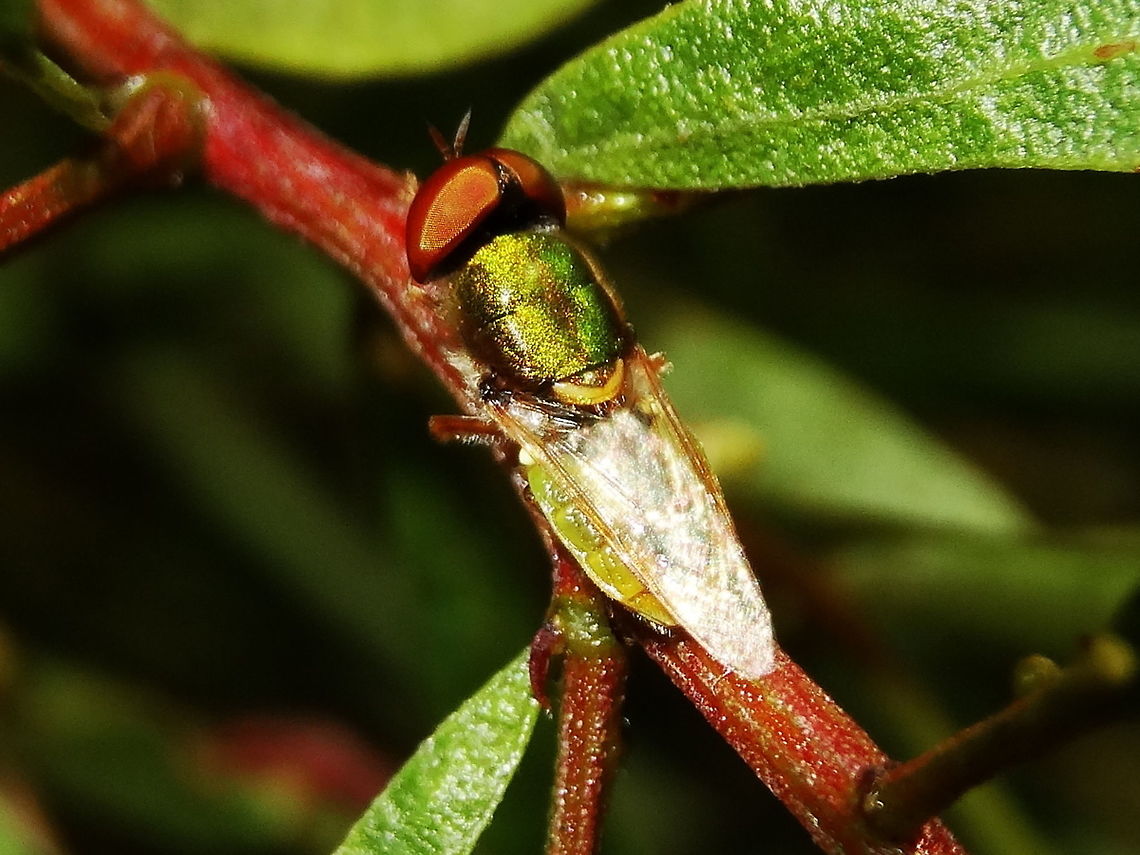 Green soldier fly (Odontomyia sp.) A small, gracile, placid green flies with huge red eyes, metallic green thorax, yellow and brown pattern visible through clear wings, pale underneath, flattish abdomen. <br />
About 12mm long.<br />
For a short while these are common on 'Prickly Moses' acacia but nobody seems to know species. Genus is confirmed.<br />
Found in a local nature reserve adjoining national park.<br />
Still hoping to get to species one day... Australia,Geotagged,Odontomyia,Summer,diptera,stratiomyidae