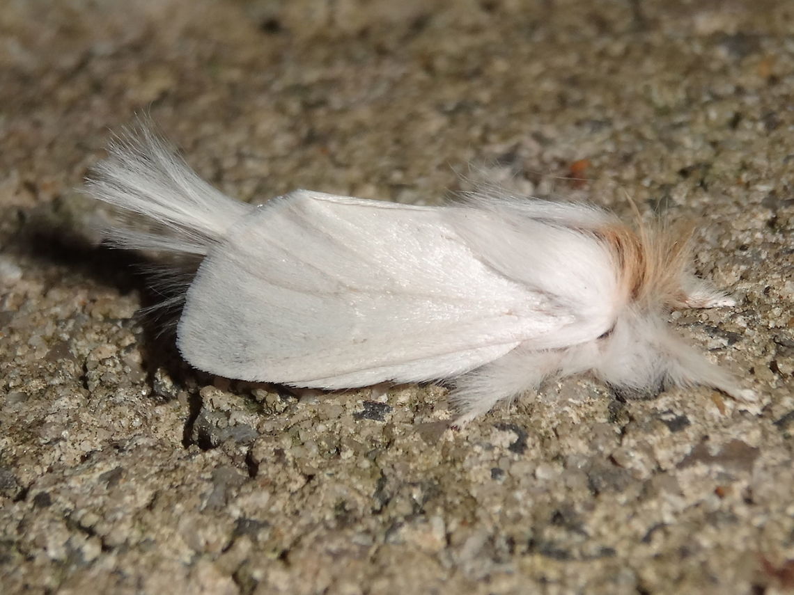 Long tailed Bombyx (Trichiocercus sparshalli) This moth has an extraordinary history. Although endemic to south eastern Australia, it was first described from a specimen found on a tree in England in 1829 ! The species or genus hasn't been found outside Australia since. A real mystery. <br />
This one was attracted to night lights near the local national park.<br />
The caterpillars are quite impressive ...<br />
<figure class="photo"><a href="https://www.jungledragon.com/image/36659/sparshalli_moth_larva_trichiocercus_sparshalli.html" title="Sparshalli moth larva (Trichiocercus sparshalli)"><img src="https://s3.amazonaws.com/media.jungledragon.com/images/2532/36659_thumb.JPG?AWSAccessKeyId=05GMT0V3GWVNE7GGM1R2&Expires=1769040010&Signature=quNr5rAOykvc0cTngeKemaDsnGk%3D" width="200" height="150" alt="Sparshalli moth larva (Trichiocercus sparshalli) http://www.jungledragon.com/image/36390/long_tailed_bombyx_trichiocercus_sparshalli.html<br />
These caterpillars are up to about 25mm long. <br />
They can appear in several colour combinations which can be confusing. <br />
Sometimes they will follow each other processionary style. <br />
The species was originally described in England from a single moth in 1821 but has never been seen outside SE Australia since. Must have been a stowaway pupa or eggs on a returning convict ship.<br />
Also called Long tailed bombyx.<br />
<br />
<br />
<br />
<br />
 Australia,Geotagged,Summer,Trichiocercus sparshalli" /></a></figure><br />
<figure class="photo"><a href="https://www.jungledragon.com/image/37769/long_tailed_bombyx_larvae_trichiocercus_sparshalli.html" title="Long tailed bombyx larvae (Trichiocercus sparshalli)"><img src="https://s3.amazonaws.com/media.jungledragon.com/images/2532/37769_thumb.JPG?AWSAccessKeyId=05GMT0V3GWVNE7GGM1R2&Expires=1769040010&Signature=4GOmuGTic5MmpcKCAWa3SWpJBhU%3D" width="200" height="150" alt="Long tailed bombyx larvae (Trichiocercus sparshalli) I had heard about these larvae clustering like sawfly larvae but have not seen it before. I suspect they only do it when very young as older specimens I have found are always solitary. These were in a tight group of about 50. This species was originally described from a single moth found in 1821 in England but has never been seen outside SE Australia since... a single reverse convict.<br />
http://www.jungledragon.com/image/36390/long_tailed_bombyx_trichiocercus_sparshalli.html Australia,Geotagged,Summer,Trichiocercus sparshalli" /></a></figure><br />
 Australia,Geotagged,Spring,Trichiocercus sparshalli