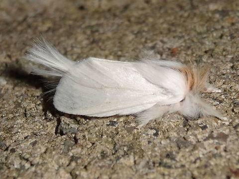 Long tailed Bombyx (Trichiocercus sparshalli) This moth has an extraordinary history. Although endemic to south eastern Australia, it was first described from a specimen found on a tree in England in 1829 ! The species or genus hasn't been found outside Australia since. A real mystery. 
This one was attracted to night lights near the local national park.
The caterpillars are quite impressive ...
http://www.jungledragon.com/image/36659/sparshalli_moth_larva_trichiocercus_sparshalli.html
http://www.jungledragon.com/image/37769/long_tailed_bombyx_larvae_trichiocercus_sparshalli.html
 Australia,Geotagged,Spring,Trichiocercus sparshalli