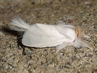 Long tailed Bombyx (Trichiocercus sparshalli) This moth has an extraordinary history. Although endemic to south eastern Australia, it was first described from a specimen found on a tree in England in 1829 ! The species or genus hasn't been found outside Australia since. A real mystery. <br />
This one was attracted to night lights near the local national park.<br />
The caterpillars are quite impressive ...<br />
http://www.jungledragon.com/image/36659/sparshalli_moth_larva_trichiocercus_sparshalli.html<br />
http://www.jungledragon.com/image/37769/long_tailed_bombyx_larvae_trichiocercus_sparshalli.html<br />
 Australia,Geotagged,Spring,Trichiocercus sparshalli
