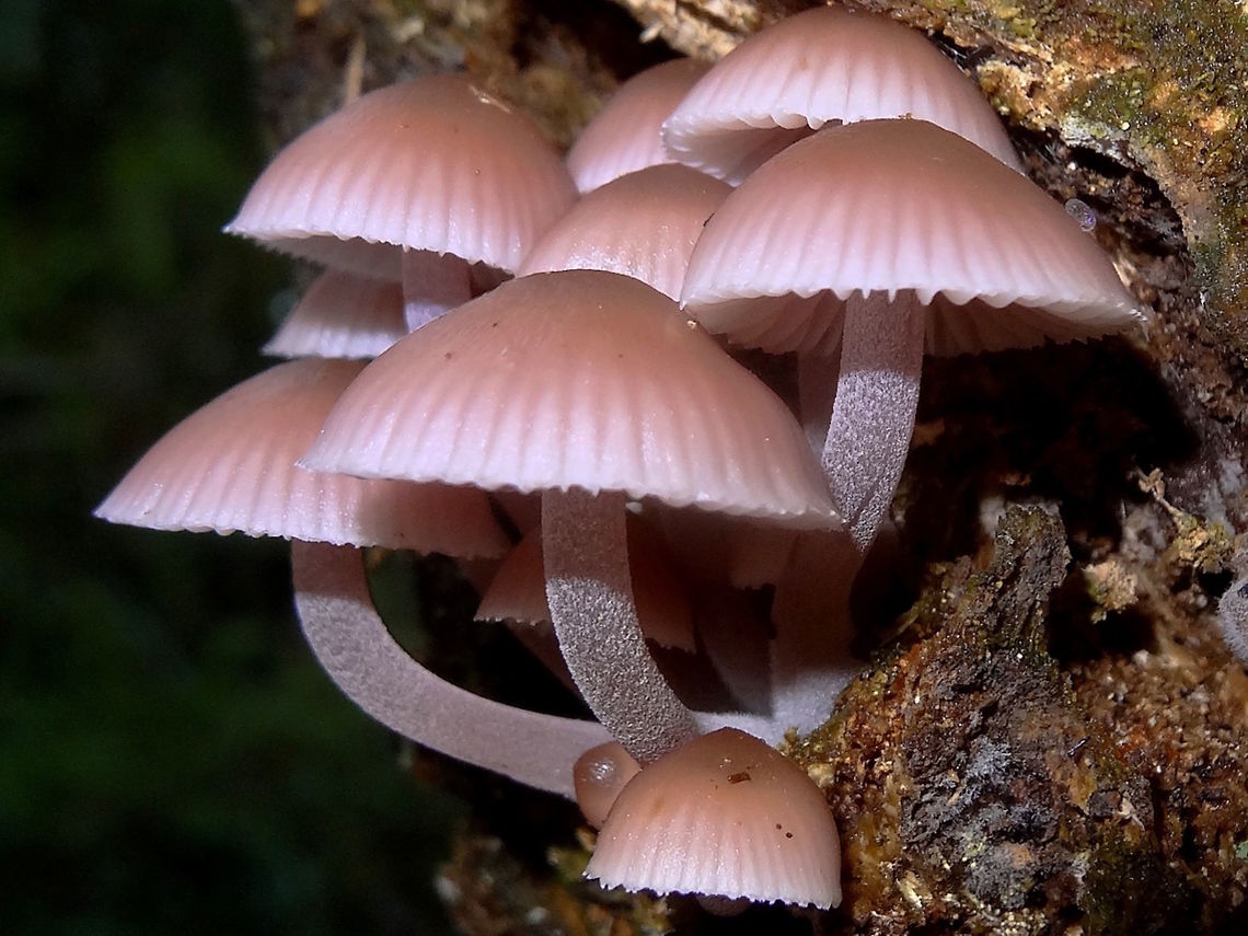 Pink bonnets (Mycena clarkeana) A cluster of very attractive pink mycena on the trunk of an unknown species of small tree. <br />
Largest caps were about 22mm across.<br />
National Park rain forest.<br />
This species is endemic to south eastern Australia.  Australia,Fall,Geotagged,Mycena clarkeana,mycena