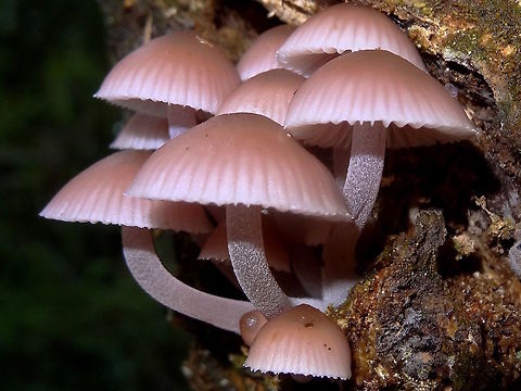 Pink bonnets (Mycena clarkeana) A cluster of very attractive pink mycena on the trunk of an unknown species of small tree. 
Largest caps were about 22mm across.
National Park rain forest.
This species is endemic to south eastern Australia.  Australia,Fall,Geotagged,Mycena clarkeana,mycena