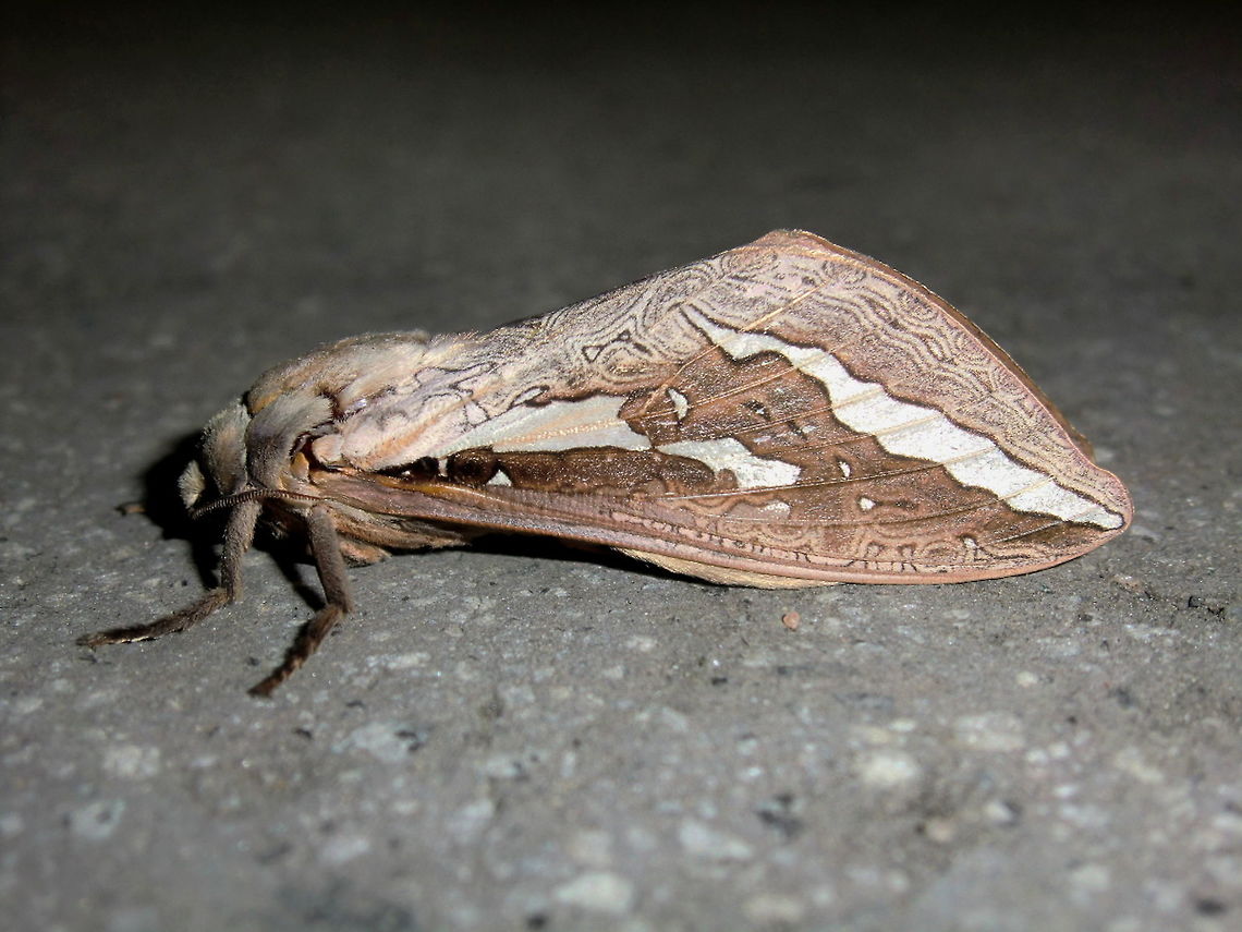 Rain moth ♂ (Abantiades labyrinthicus) A beautiful uniquely Australian moth with a wingspan of about 100mm. <br />
Intriguing maze-like patterns around the wing margins although the species seems to show all sorts of variations possible with both the larger white patterns inside and the the labyrinthine pattern as well. . Mostly cream, pale pink, dark chocolate brown.<br />
Found under night security lights next to a national park.<br />
This moth is very similar in appearance to Trictena atripalpis but Trictena males have tri-pectinate antennae and the flight times don&#039;t match. Trictena April to June, Abantiades December to March. Abantiades labyrinthicus,Australia,Geotagged,Ghost moth,Hepialidae,Summer,Swift moth,Trictena atripalpis