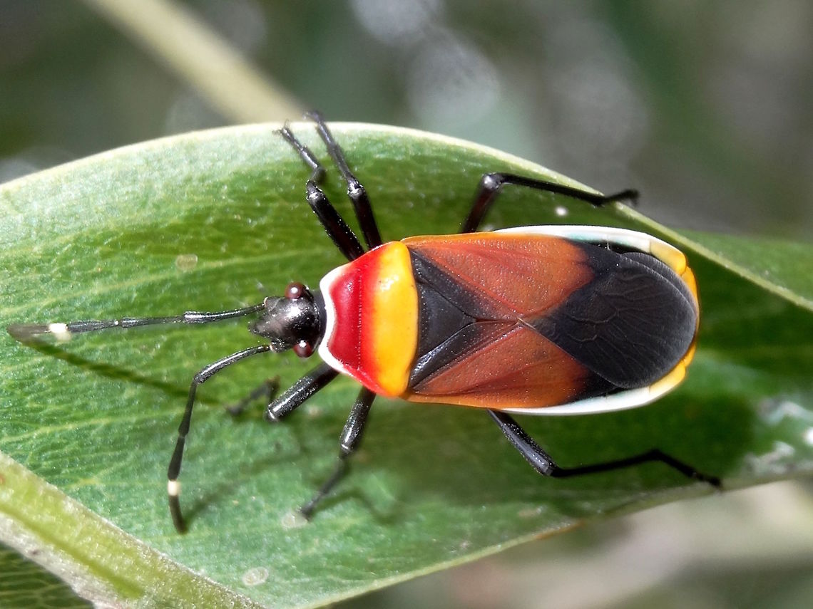 Australian harlequin Bug (Dindymus versicolor) These colourful bugs can be the bane of gardeners in south-eastern Australia. <br />
When they appear it is often as an instant plague, covering plants in hundreds, and found in all nymphal and adult stages together. About 12mm long as adults they are might be confused with the Mexican Murgantia histrionica but not related.<br />
Found on shrubs and understory plants in open dry eucalyptus based forest.<br />
It always rankles me somewhat to find a local native classified as a pest. <br />
The bright colours possibly warn predators about an acrid taste as they certainly can smell pungent if accidentally crushed. Australia,Dindymus versicolor,Geotagged,Harlequin Bug aka Sex Beetle,Summer